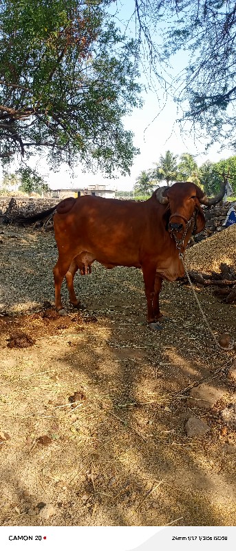 ગાય વેચવા ની છે