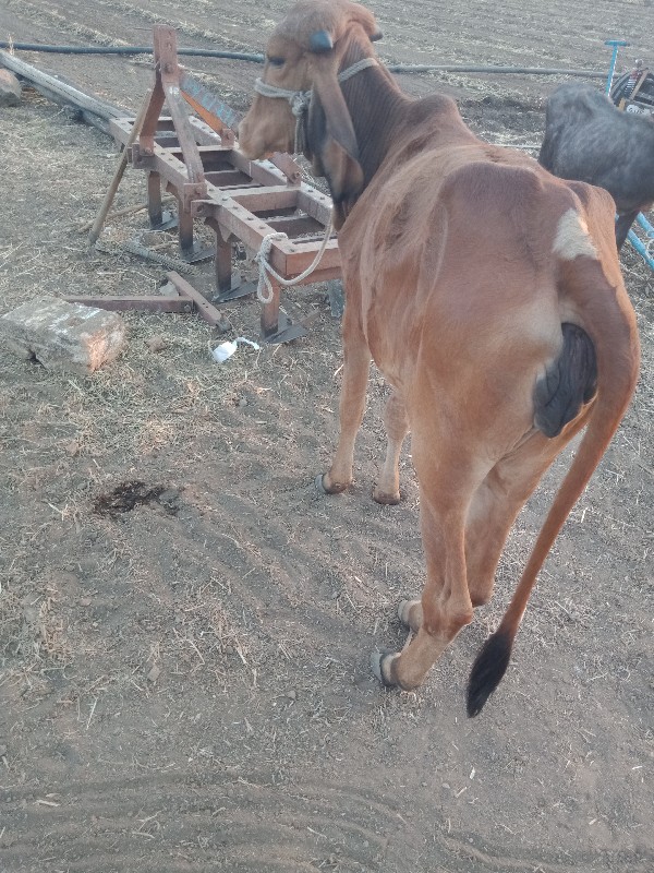 વાસરિદેવાનિસે