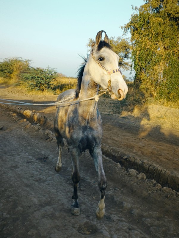 વશેરીછે