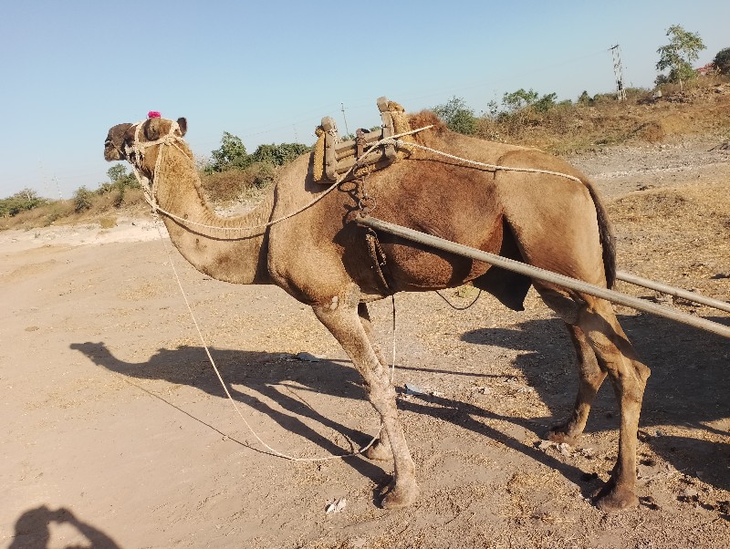 શાઢીયો વેચવા નો...