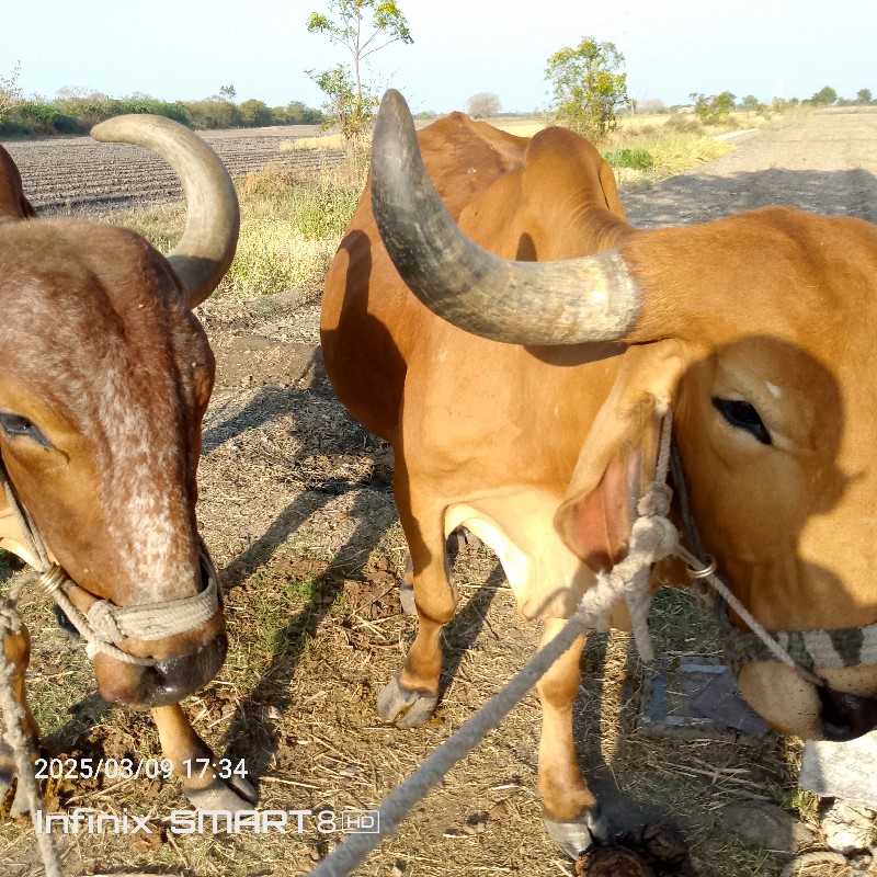 ગોઢલા વેચવાના છ...