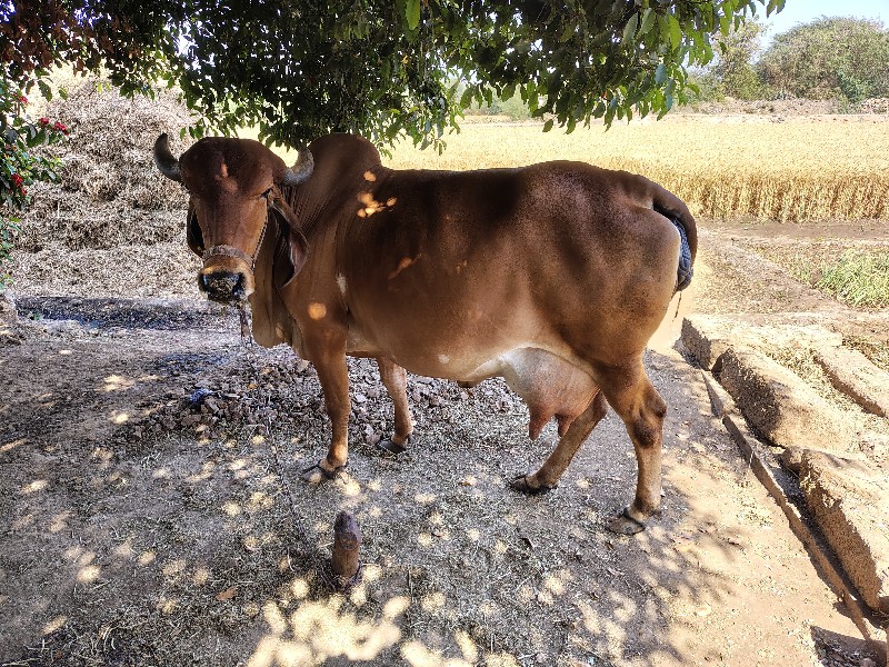 ગાય વેચવાની છે