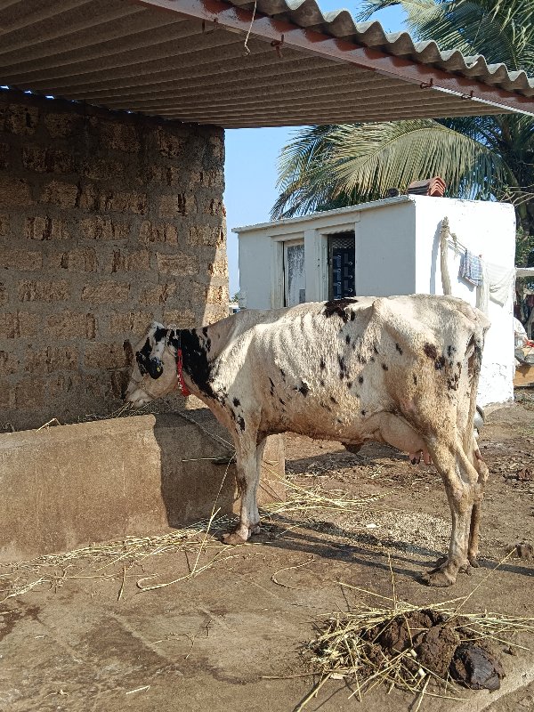 ગાય વેચવાની છે