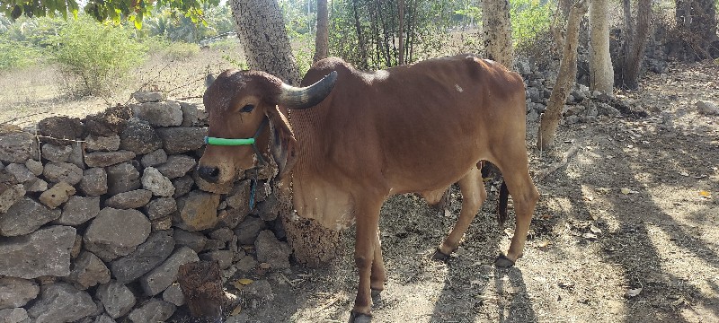 ઓડકી વેશવા ની છ...