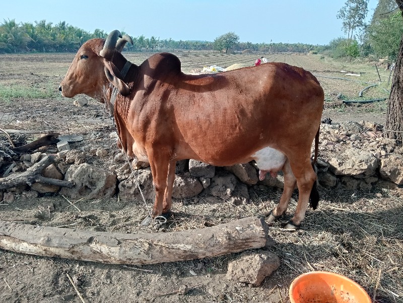 ગાયવેસવાનીશે.7લ...