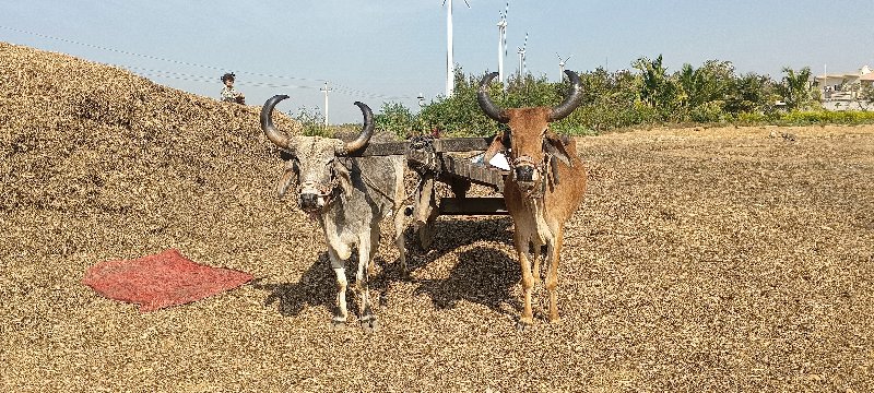 બળદ વેચવા ના છે