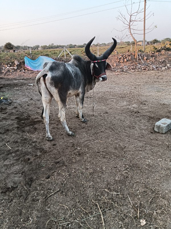 ગોઠલો વેચવાનો છ...