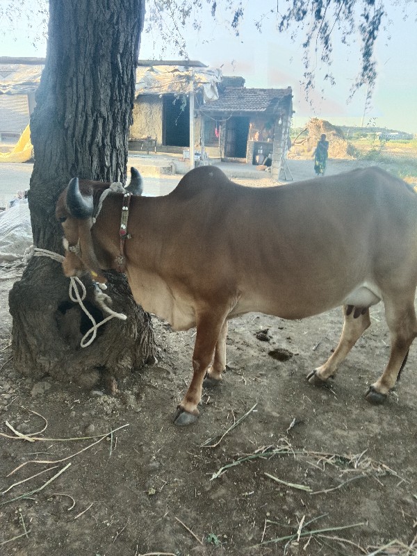વેશવાનીસે