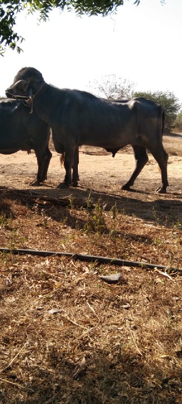 ઓરીજનલ જાફરાબાદ...
