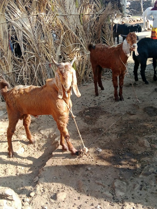 આ બકરા વેચવાના...