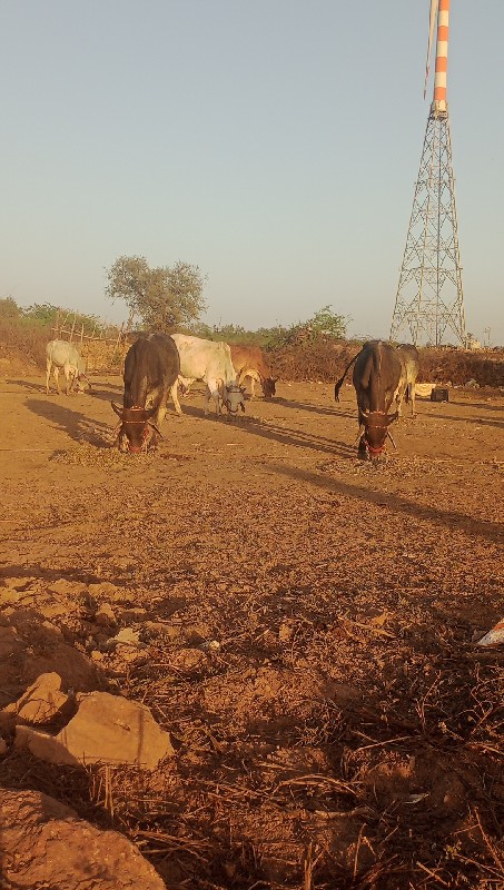 ગોઢલા વેચવાના છ...