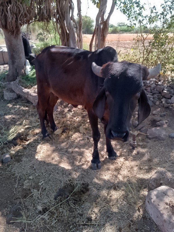 ગાય વેચવાની છે