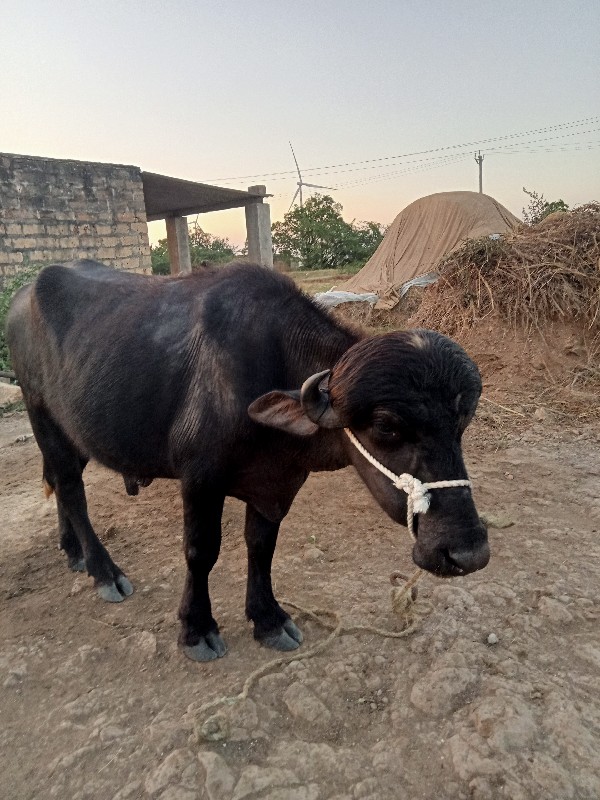 પાડો વેચવાનો છે