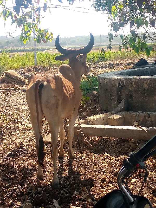 સોમાતવસરા