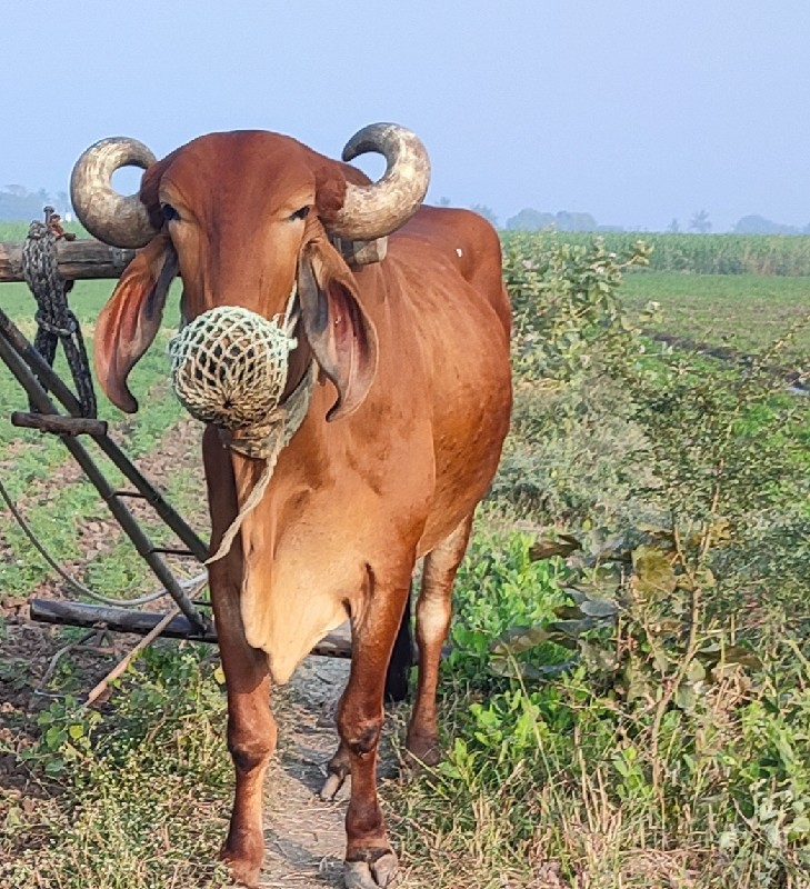 વિજાણંદ  ભાઇ  વ...