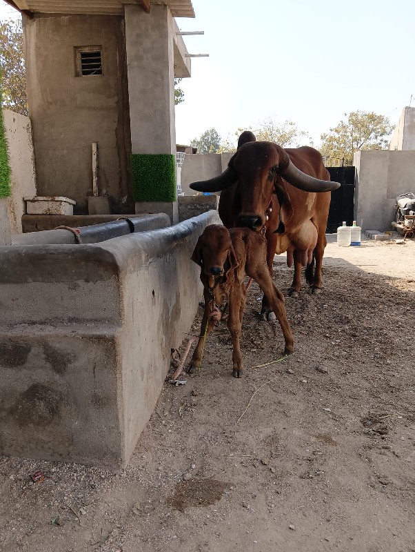 ગાય જોય છે સારી...