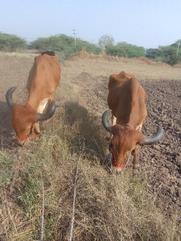 બરધ વેસવાનાસે