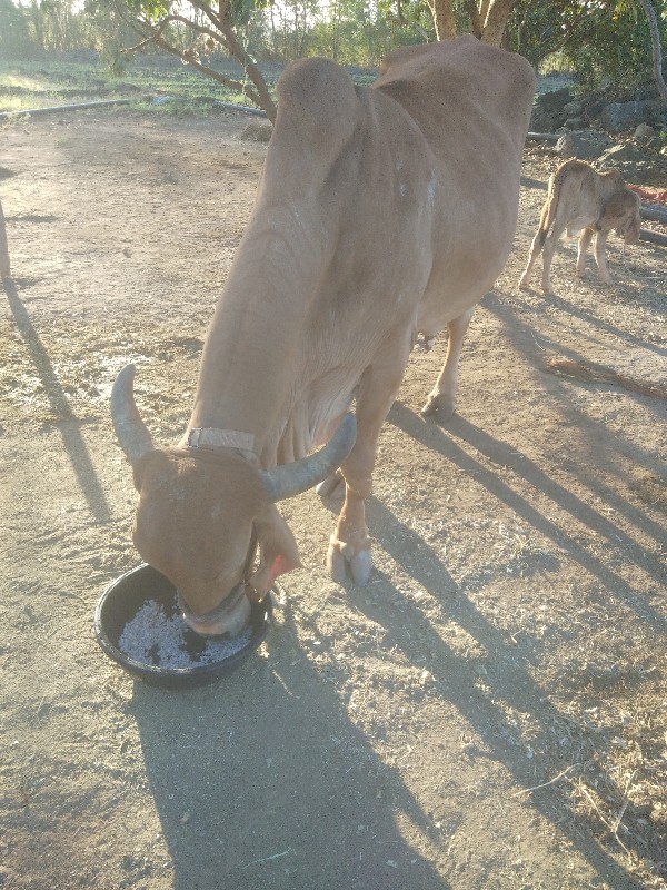 ગીર ગાય છે