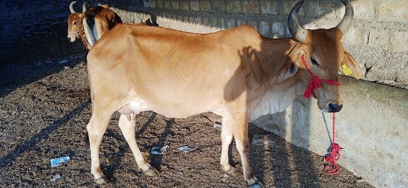 ગાય વેચવાની છે