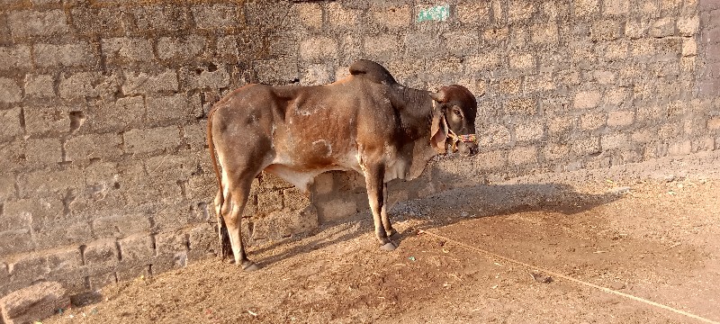 ગોઢલા વેચવાના છ...