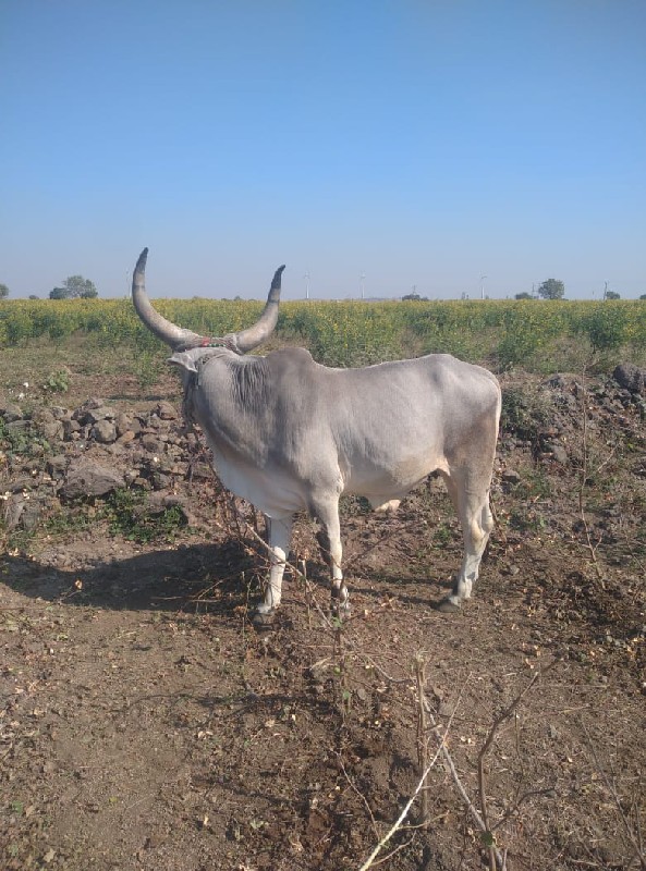 ગોટલો વેચવાનો છ...