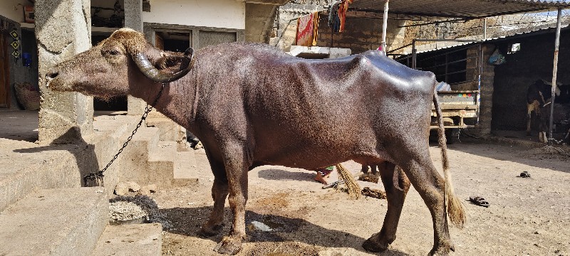 ભેંસ વેસ્વની સે