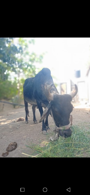 ગાય વેસવાની  સે