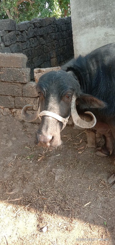 ભેંસ વેચવાની છે