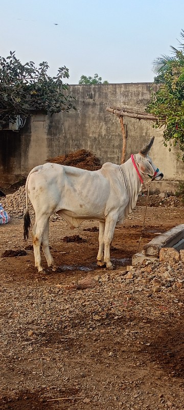 વેચવો