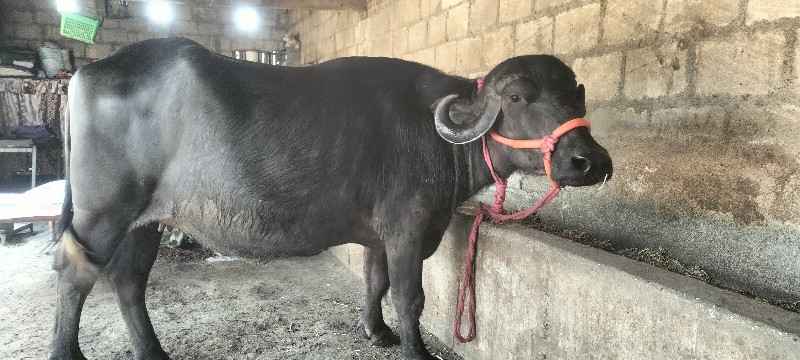 ભેસ