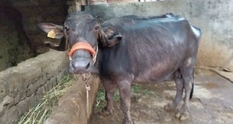 ભેસ વેચવાની છે....