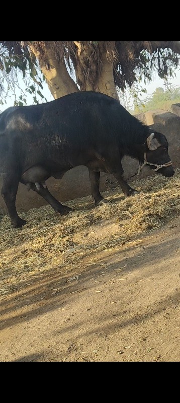 ર વેતર ભેંશ