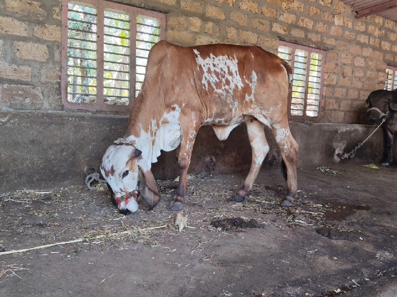 ઓરીજનલ ગીર વાચડ...