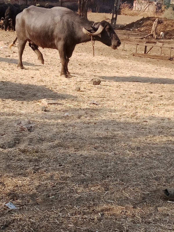 બેની જવાબદાર એક...