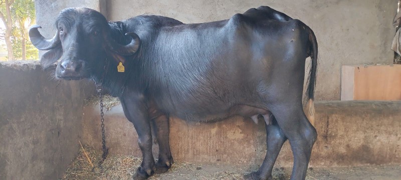 આખડેલી આપવાની છ...