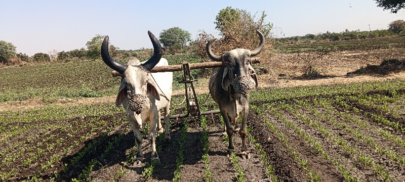 બળદ વેચવા નો છે