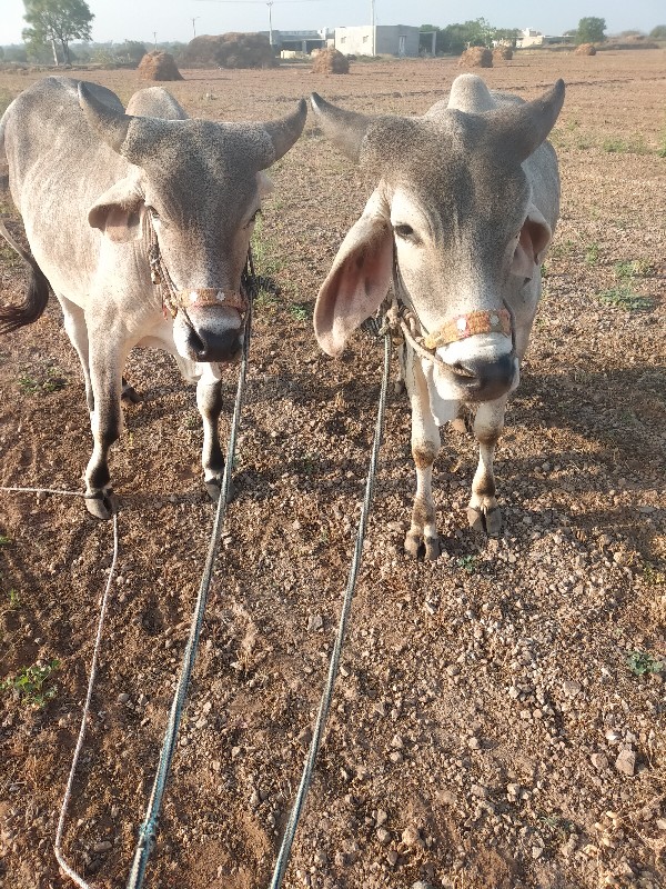 ગોઢલા વેચવાના છ...