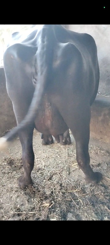 આખડેલી આપવાની છ...