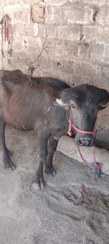 પાડો વેચવાનો છે