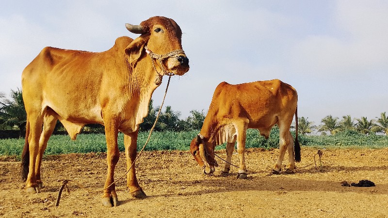 બળદ વેચવાના છે...