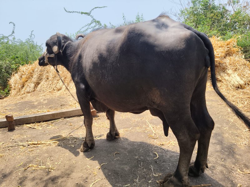 પારેડી.દૂધ.3