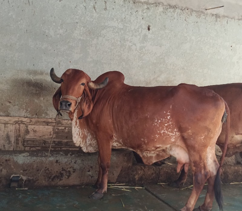 ગીર ગાય છે