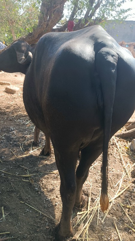 ડોઢ મહિના વાર છ...