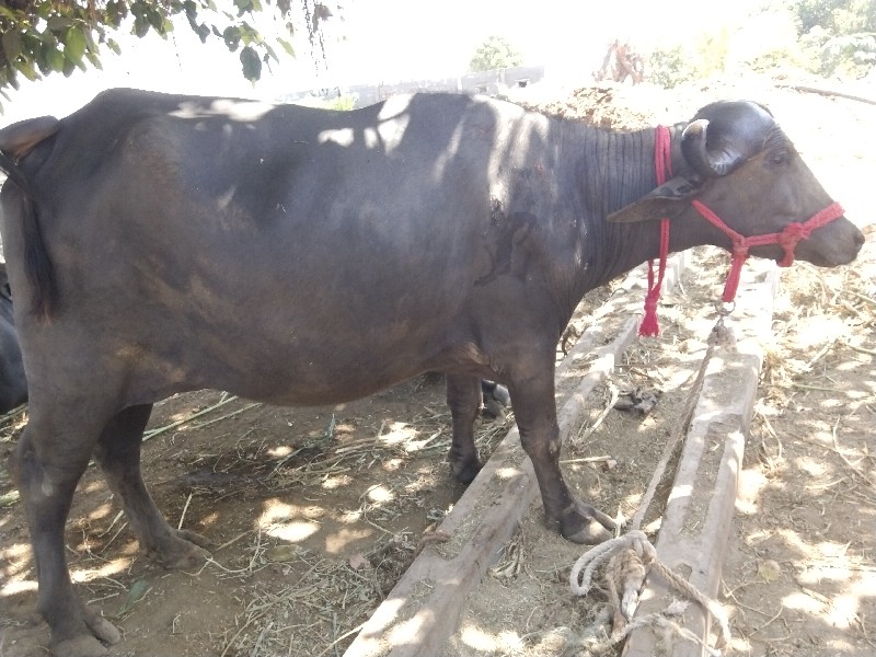 ભેંસ વેચવા ની છ...