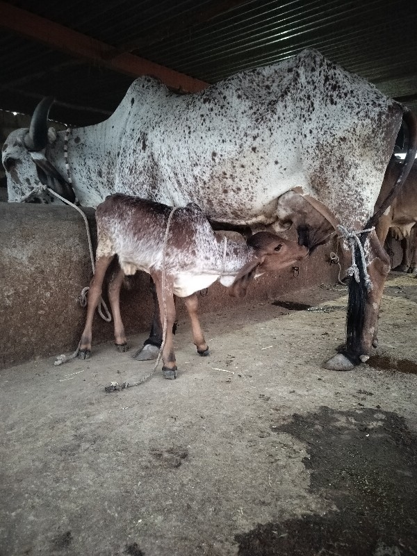 ગાય દેવાનિછે