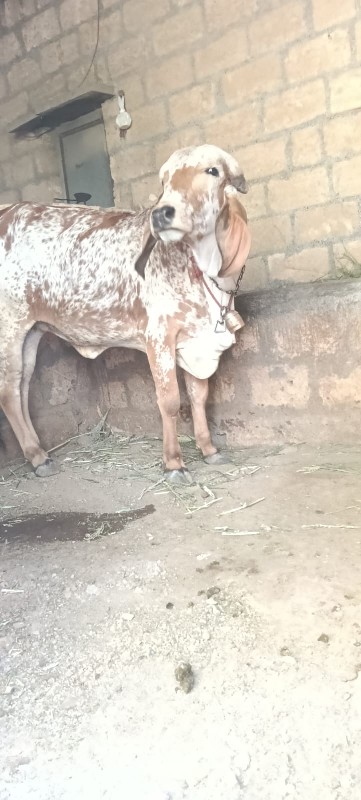 વાછડી વેચવાની છ...