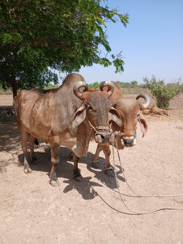 બળદ