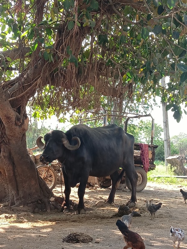 વેચવાની