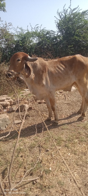 ગોઢલા  વેચવાના...