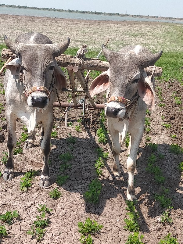 ગોઢલા વેચવાના છ...